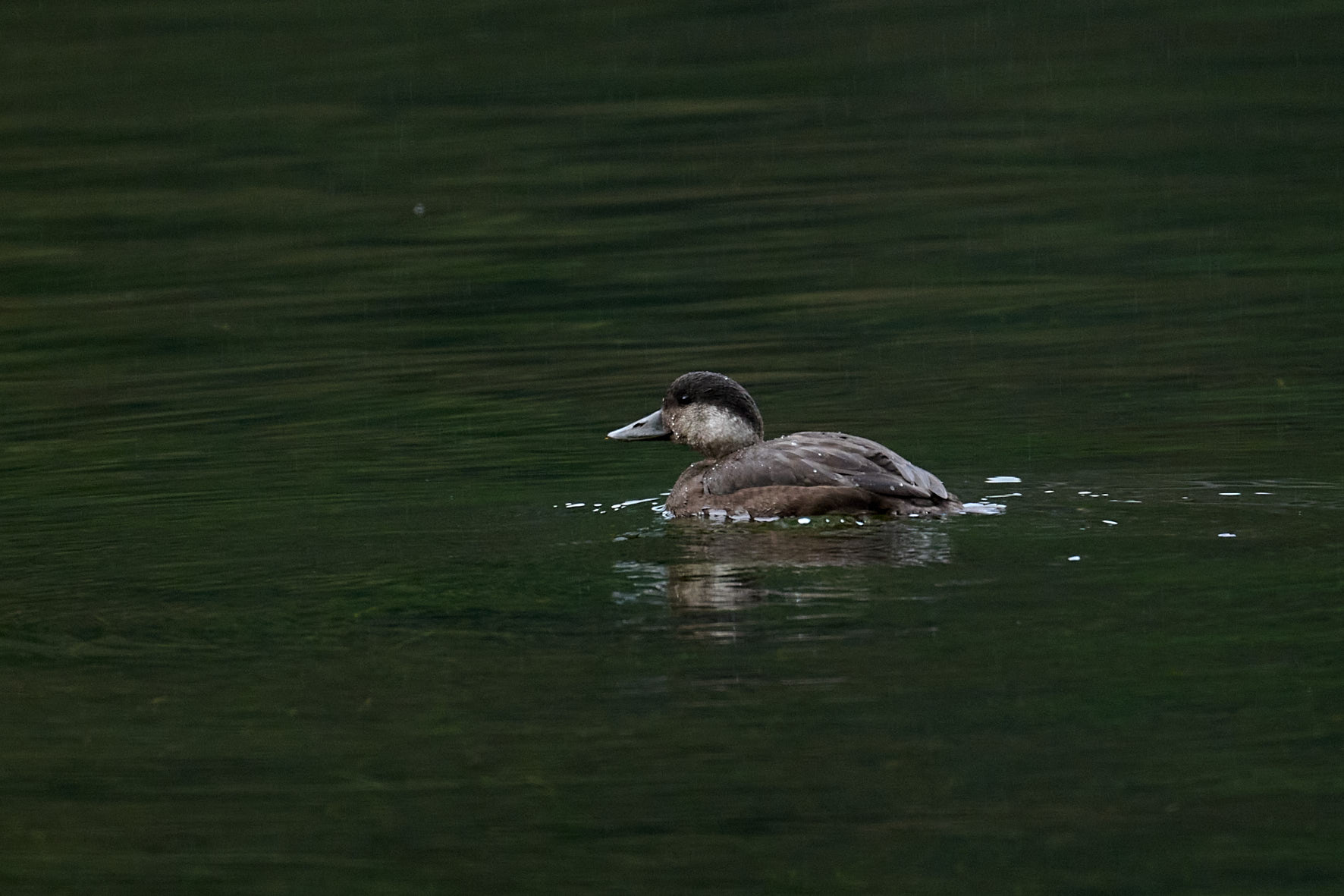 NZ9_3480-inch.jpg